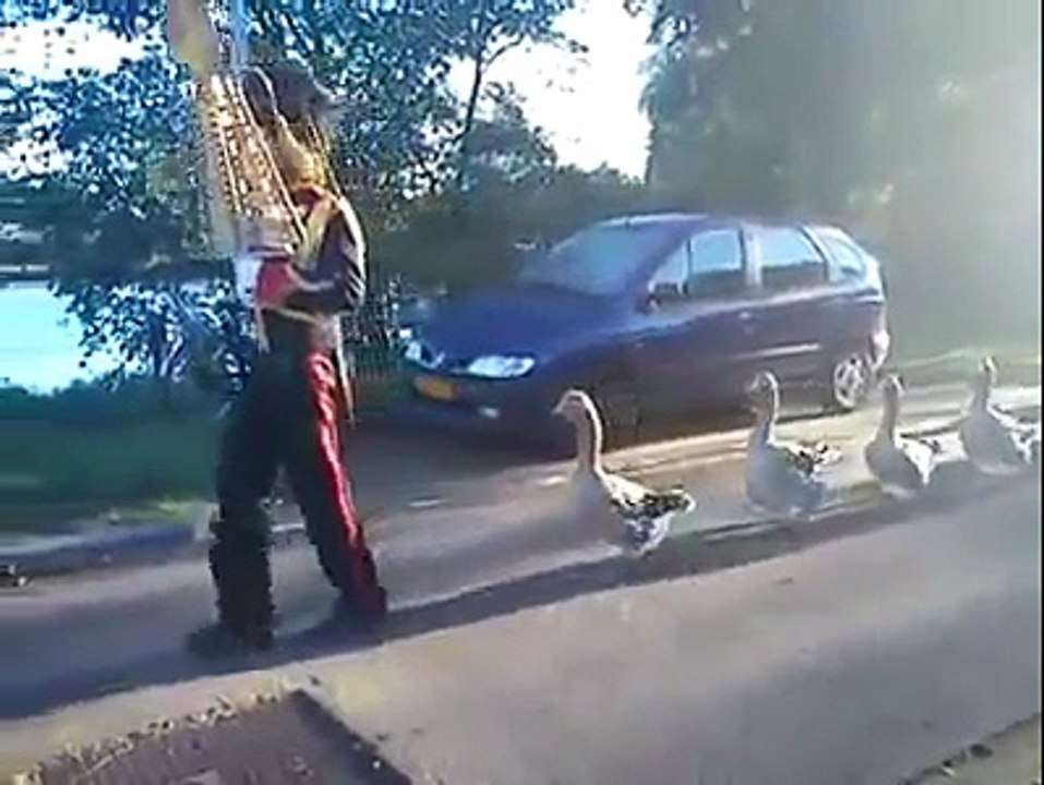 Fun Videos _ duck