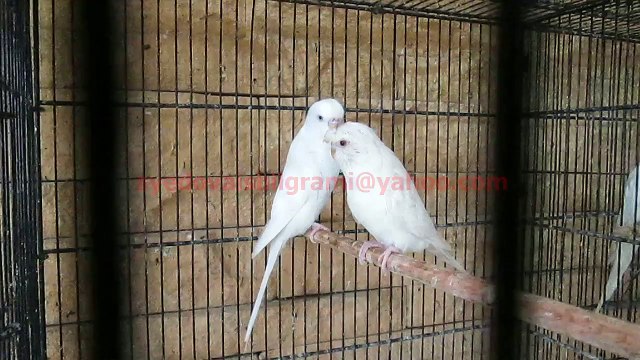 Lacewing Budgies of Syed Ovais Bilgrami