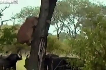 Pergunte-nos novamente de a carne é Friboi, seu leãozinho de merda!