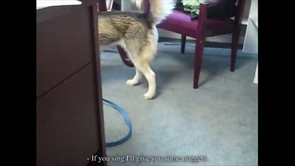 Chien qui chante