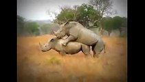 Animals mate Rhinos  cute