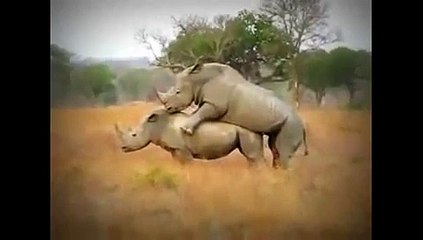 Animals mate Rhinos  cute
