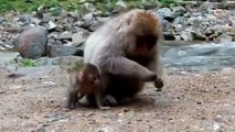 Cute Baby Monkeys Playing & Relaxing  (Compilation 2014)