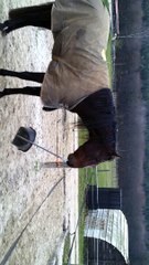 141205 Bassu apprend à faire lui même son boxe partie 1