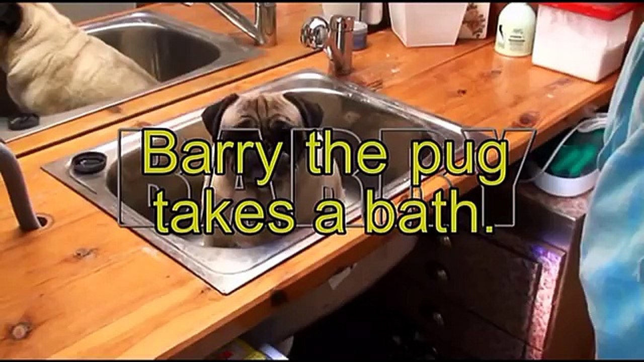 Petit bain improvisé dans l'évier pour ce petit chien !