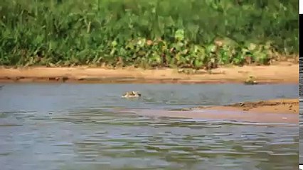 An Amazing Act of Nature Caught on Camera