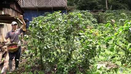 Café como fuente de energía