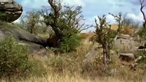 Lions Hunting and Eating Baboons