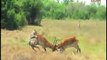 Fight between 2 deers in African jungle foils Tiger's attack on both