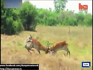 Fight between 2 deers in African jungle foils Tiger's attack on both