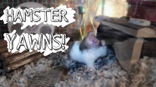 Hamster Yawns! | Vlogs
