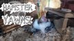 Hamster Yawns! | Vlogs