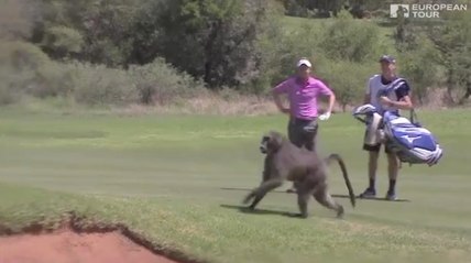 Wild Baboon Chases after Luke Donald on South African Golf Course