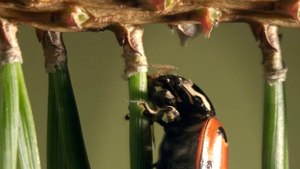 Bitkilerin Krallığı: 3- Hayatta Kalma