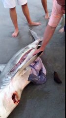 Man Helps Dead Shark Give Birth To 3 Babies