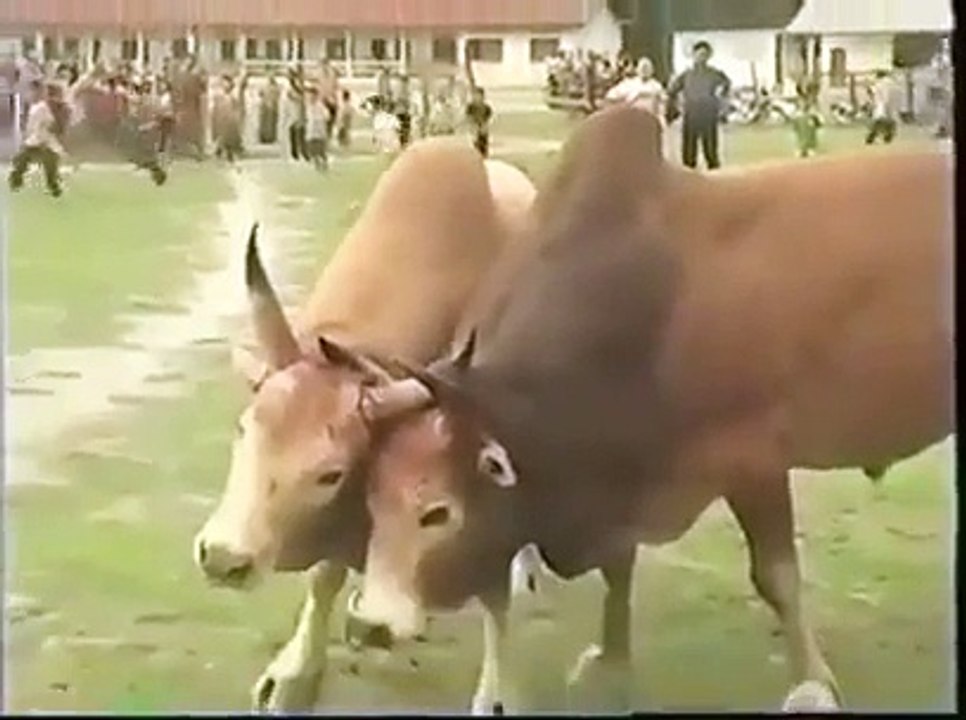 A Delicious Bull Fighting