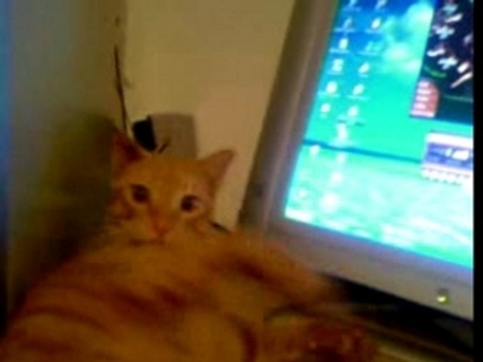 le chat au travail