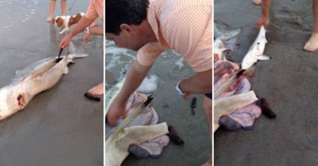 Incredible Moment Man Rescues Shark Pups From Dead Mother