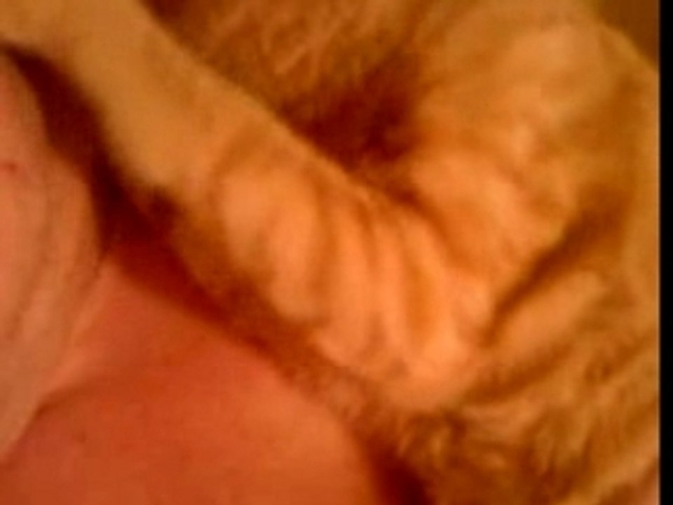 le chat et l'oreil