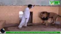 Man vs Lions (Teasing the Beasts with stick) in Bahawalpur Punjab Pakistan