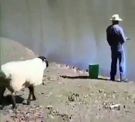 Angry Sheep hits a man when fishing