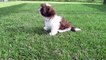 Puppies just want to have fun No.4 - Funny Shih Tzu Puppies Video