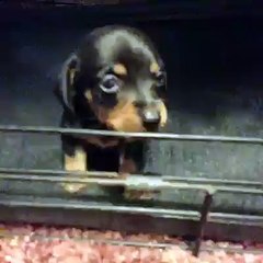 Cutest little thing!