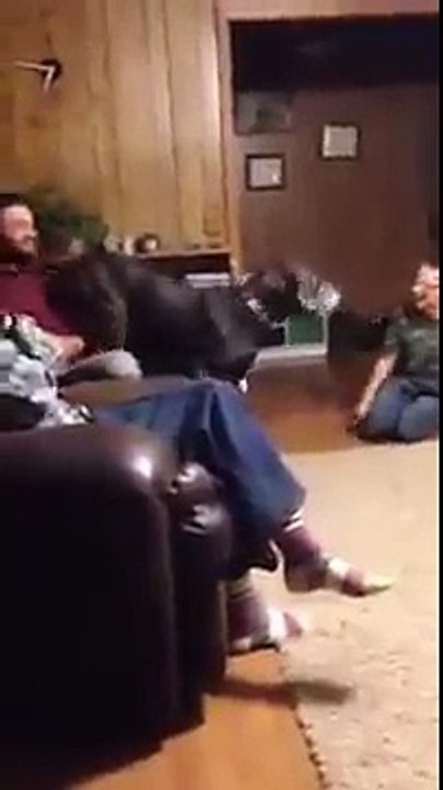 Great Dane vs Chihuahua, guess who wins