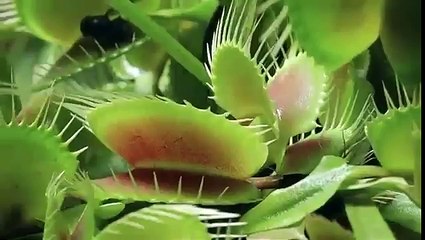 Relaxing Video - Beautiful Nature by RELAX CHANNEL - _1