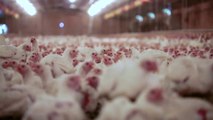 The Horor of a Chicken factory farm : the farmer speaks out