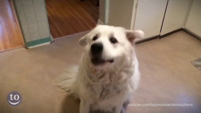 So funny dumb Dog Fetch Fails - Hilarious pet compilation