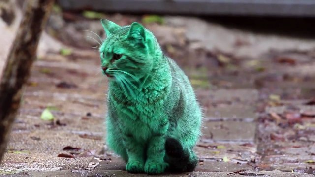 Le chat vert de Bulgarie