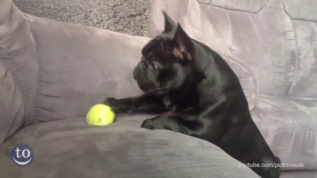 Des chiens idiots se ratent au jeu Va chercher