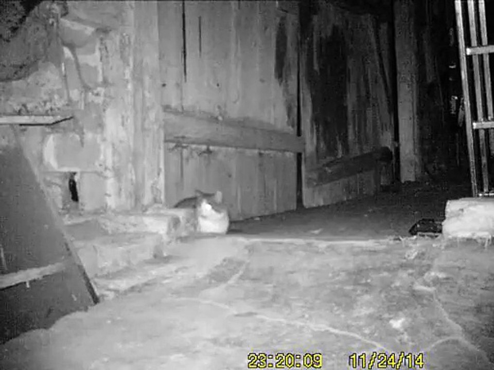 Wildkamera Video Nr.3