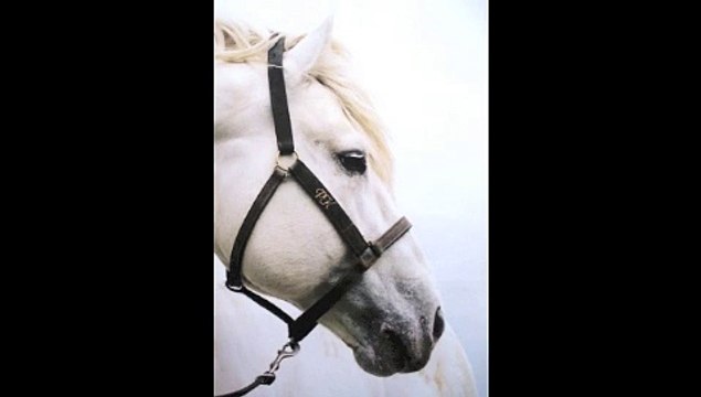 Philippounet chante le petit cheval