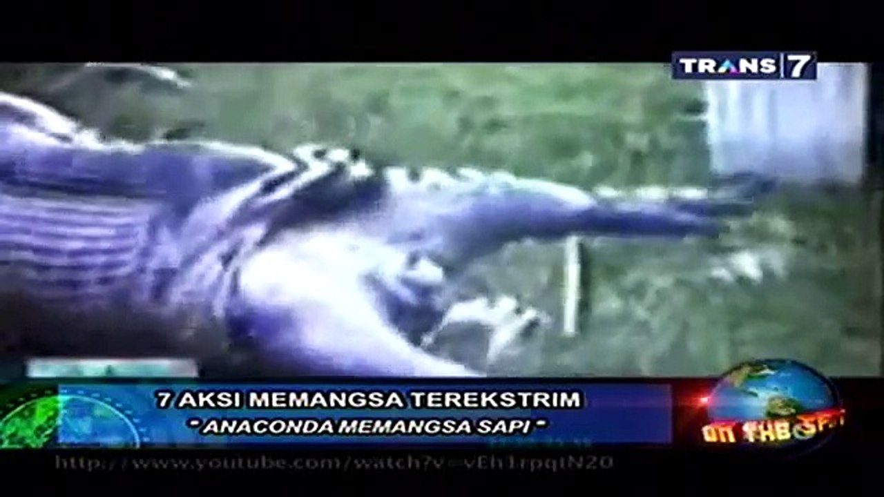 7 Hewan Terbesar Di Dunia Memangsa (Buaya Vs Anaconda)