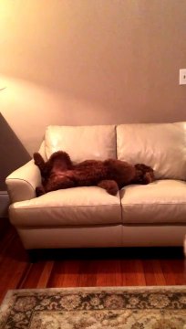 Un chien réconforte son copain qui fait un cauchemar