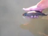 Funny Videos - The Fish Whisperer!!! _ Facebook