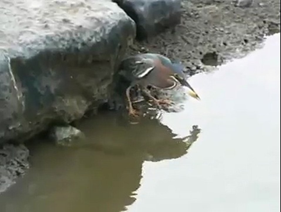 Funny Videos - This Bird Is Smart - Wow!