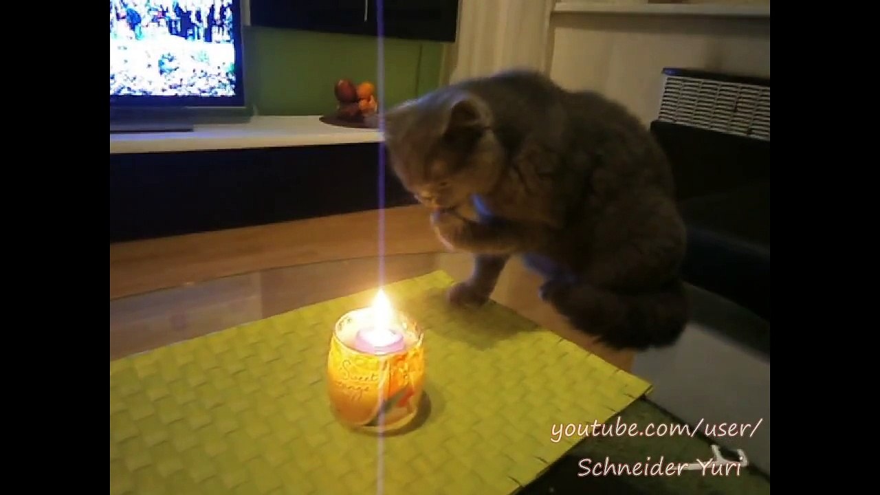 Fire cat
