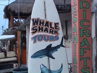 Whale Sharks - Holbox