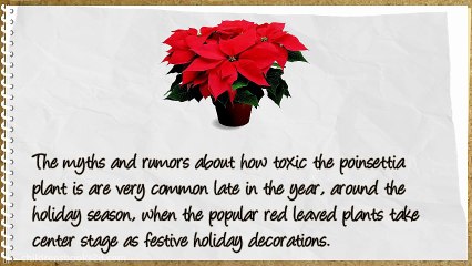 Is A Poinsettia Plant Really Dangerous?