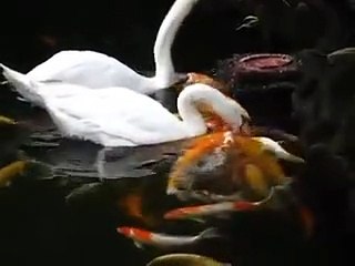Balıkları besleyen muhteşem kuğular