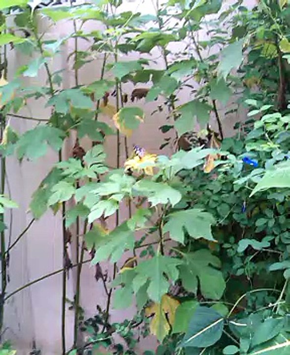 buterflay and sunflower copy