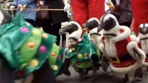 Cute Penguins in Santa Suits