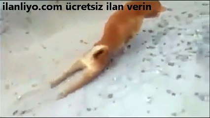 Zabıtayı görünce kaçan köpek