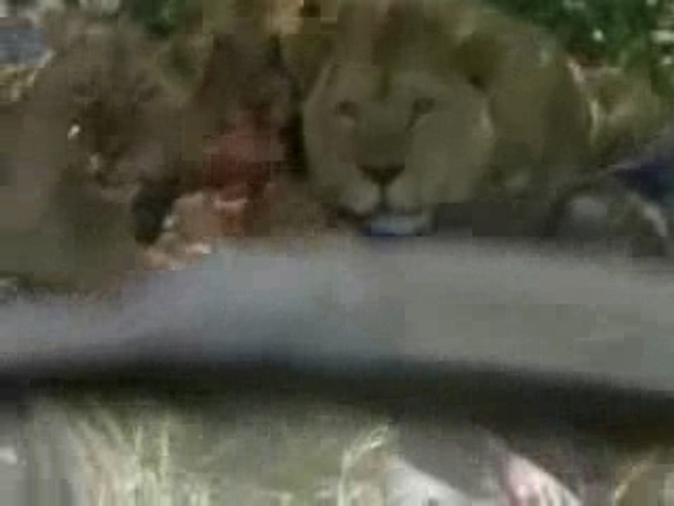 Lion1
