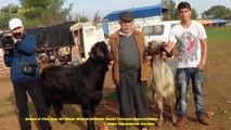 Çelpez.tv Pala Dayı Bir Dünya Markası Honamlı Keçiyi Tanıtıyor.Duacı=Antalya