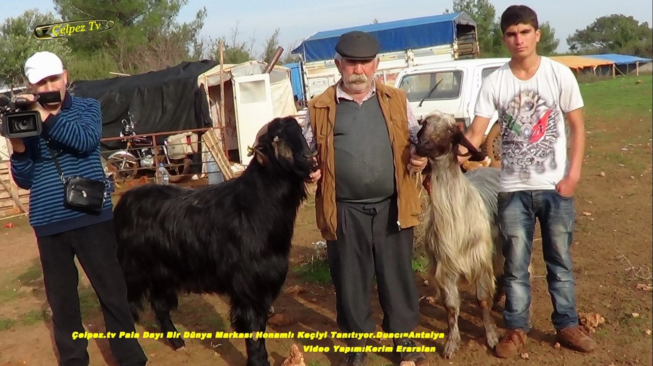 Çelpez.tv Pala Dayı Bir Dünya Markası Honamlı Keçiyi Tanıtıyor.Duacı=Antalya