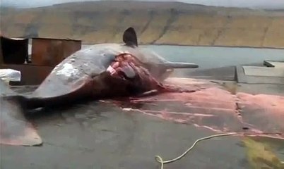 عجائب وغرائب - لحظة انفجار بطن الحوت - غرائب وعجائب